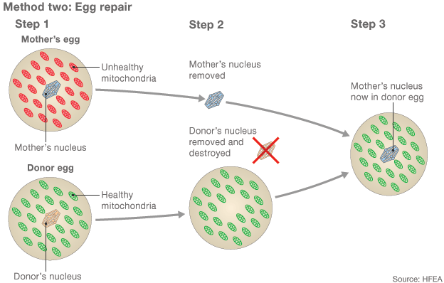 Questa particolare tecnica di fecondazione in vitro consiste in una modifica dell'ovulo che sarà in seguito fecondato dagli spermatozoi paterni.