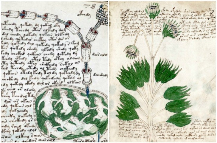 3. Le manuscrit de Voynich