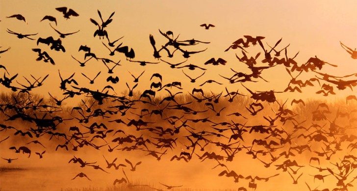 Gli scienziati hanno scoperto il motivo per cui gli uccelli non si scontrano mai in volo.