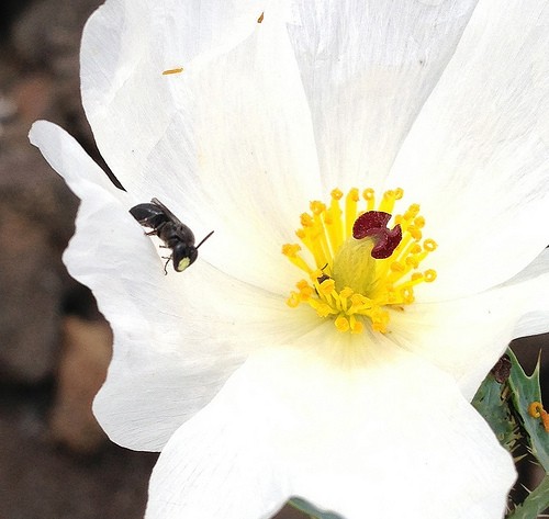 Dopo anni di ricerche, sette specie originarie delle isole Hawaii sono state dichiarate a rischio di estinzione: si tratta delle api Hylaeus.