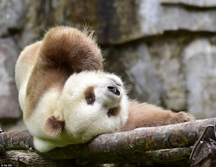 Voici donc Qizai, le panda brun et blanc qui a fait craquer le monde entier.