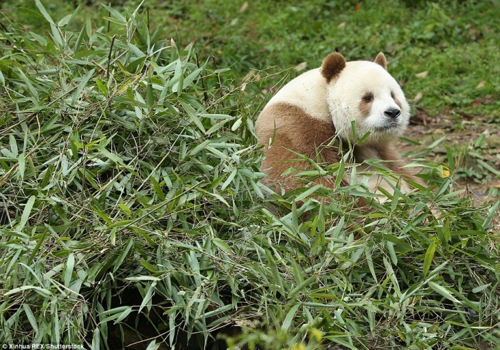 Si pensa che questo panda di 7 anni compiuti sia l'unico esistente ora al mondo ad avere questo colore originale.