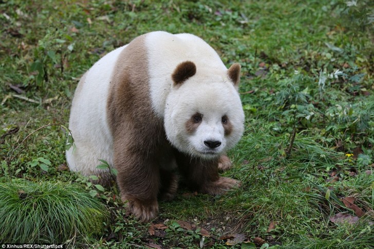 Mais il faut souligner que, depuis 1985, 5 pandas bruns et blancs ont déjà été vus.