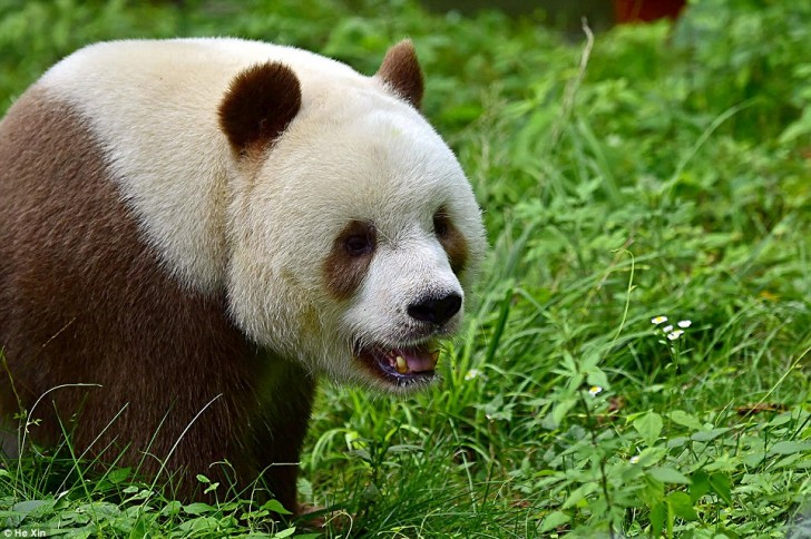 Le jeune homme se lève tous les jours à 6h pour aller nourrir Qizai avec des bambous et va se coucher vers minuit, après le panda!