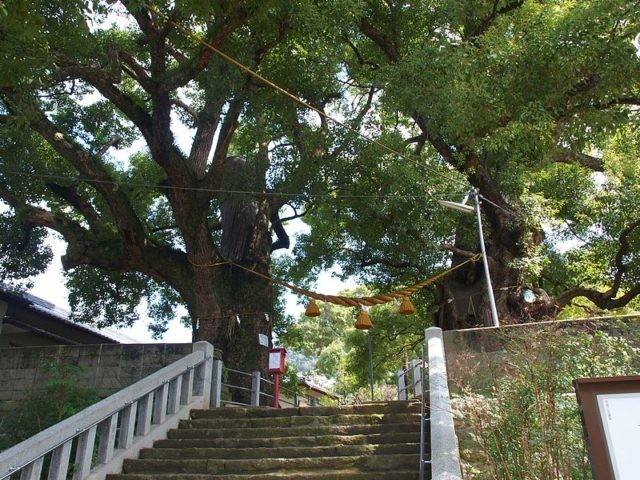 Molti degli alberi che si erigono fieri oggi furono presenti ad Hiroshima al momento dell'esplosione della bomba atomica.