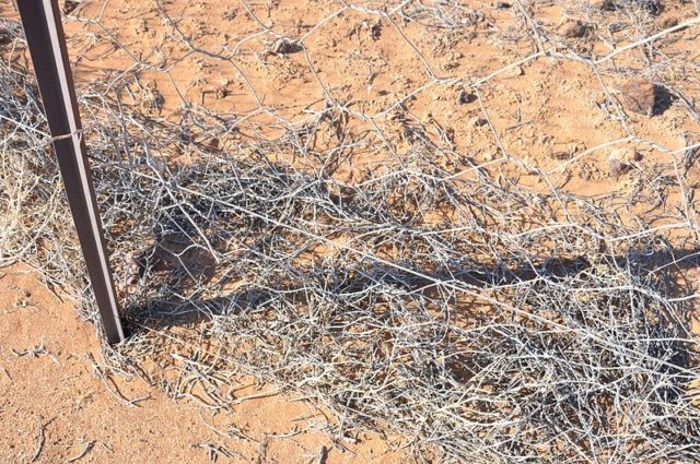 Nonostante la recinzione abbia aiutato a diminuire gli assalti dei predatori, alcuni dingo riescono a passarvi attraverso qualche buco.