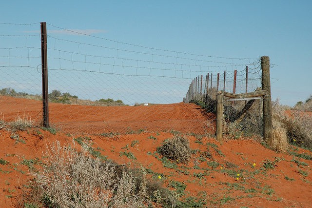 Maar het Dingo Fence staat nog stevig overeind en door goed onderhoud is het altijd nog een prima omheining!