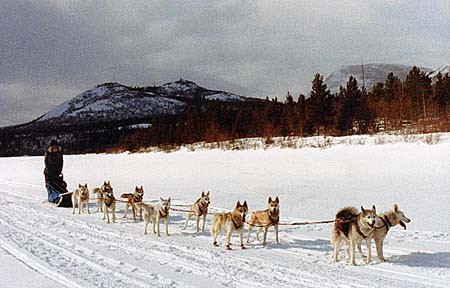 En hiver, la seule façon de se déplacer dans les terres froides de l’Alaska était d’utiliser des traîneaux tirés par des chiens.