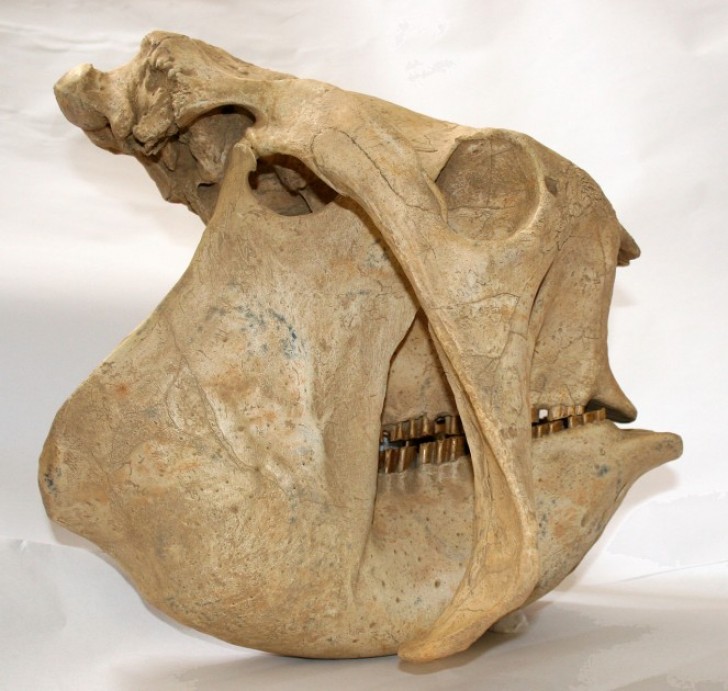 Malgré sa taille, la coquille retrouvée était plus petite que celle d'un Glyptodon normal.