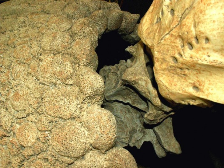 La coquille appartenait à un Glyptodon, un ancêtre du Dasypodidae.