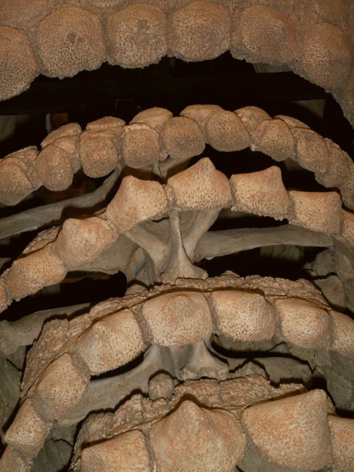 Exactement comme les empreintes digitales de deux doigts, les coquilles de deux Glyptodon ne sont pas égales, chacune présente une structure particulière.
