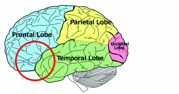 Questa zona del cervello è altresì associata ai centri di controllo della memoria e questo spiegherebbe come mai chi soffre di depressione tende a dimenticare i momenti felici.