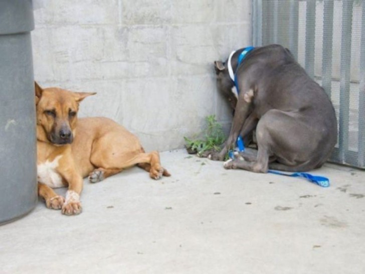 Se chama 'Head Pressing' e os animais afetados apresentam confusão mental e apoiam a cabeça contra a parede.