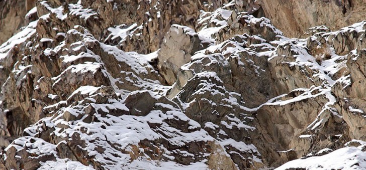 15. Leopardo delle nevi.