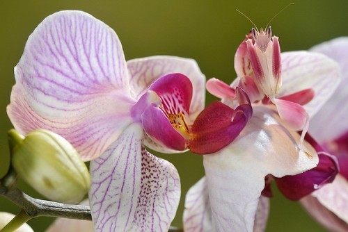 18. Mante orchidée