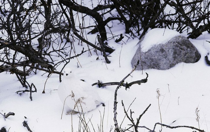 3. Pernice bianca nordica.