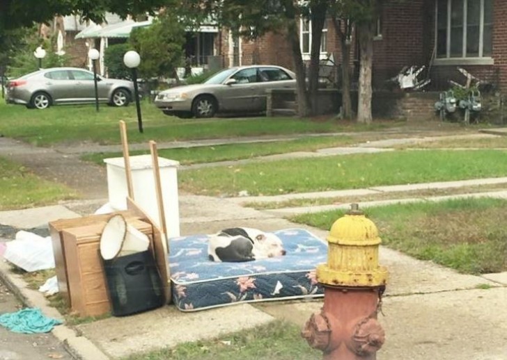 Quando la famiglia di Boo se ne andò, abbandonò dietro di sé un mucchio di rifiuti ed il suo cane Boo tra essi.