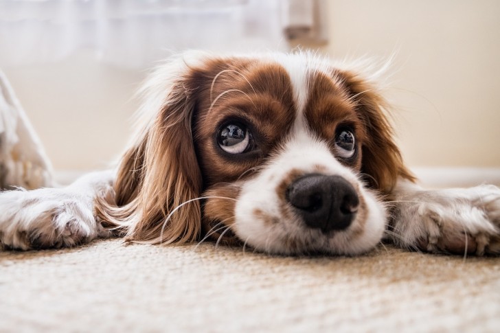 Niet alle honden reageren beslist op dezelfde manier, maar het is beter om hen geen van deze producten te laten proeven!