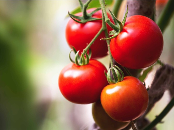 7. Plantes de tomates