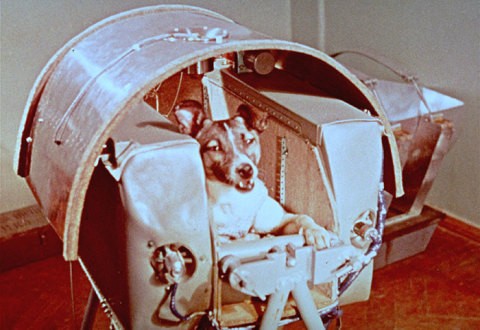 Laika était une petit chienne errante de Moscou qui devint le premier être vivant à être lancé dans l'espace à bord d'un satellite.