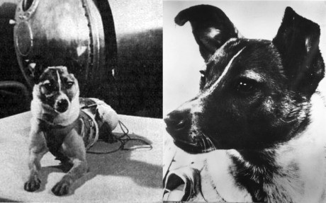 Laika fut choisie pour mettre à l'épreuve les conditions de survie au bord d'un satellite.