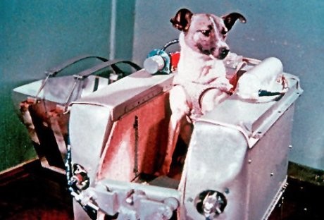Après une période de dressage, le 3 novembre 1957 Laika fut lancée en orbite pour ce qui aurait été un voyage d'aller seul.