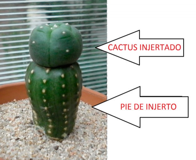 Aqui el ejemplo de un injerto realizado sobre un cactus: el punto de union es visiblemente claro.