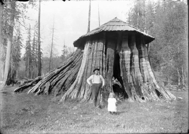 Molte foreste erano state lasciate con dei tronchi mozzati alti anche più di 3 metri: la loro tendenza a gonfiarsi alla base li aveva resi inutilizzabili.