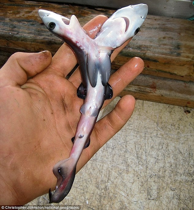 Deze haai werd voor het eerst gespot in 2008. Een visser vond een exemplaar van een blauwe haai met twee volmaakt gevormde koppen, net buiten de Australische kust. 