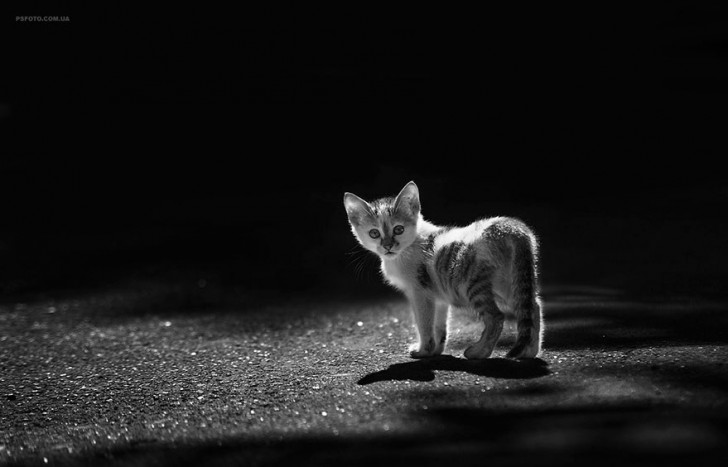 10. Le noir et blanc accompagne ce chaton dans son parcours mystérieux.