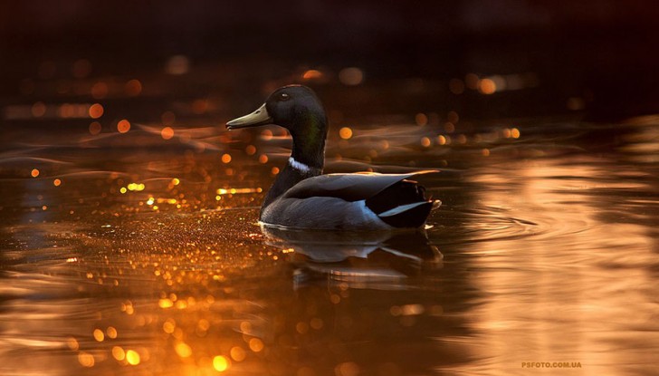 8. Les lumières du coucher de soleil met en valeur la beauté du canard.