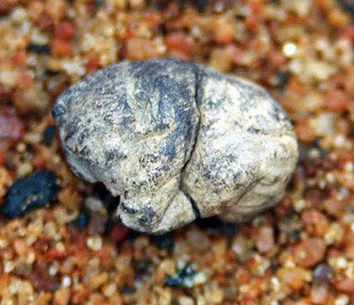 12. La prima "gomma", un pezzo di resina fossilizzata di betulla finlandese usata per curare infezioni della bocca (di 5000 anni fa)