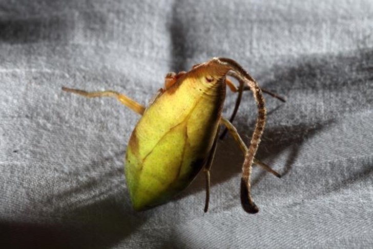 Questo ragno trascina le foglie cadute nella sua ragnatela per poi confondersi con esse.
