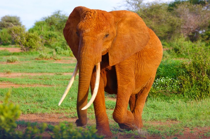 Un numero sempre maggiore di Elefanti Africani sta nascendo senza zanne.