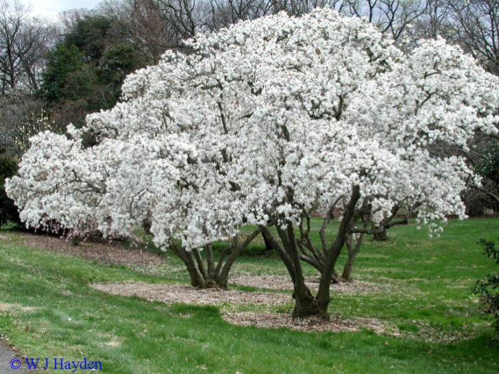 10. Le magnolia