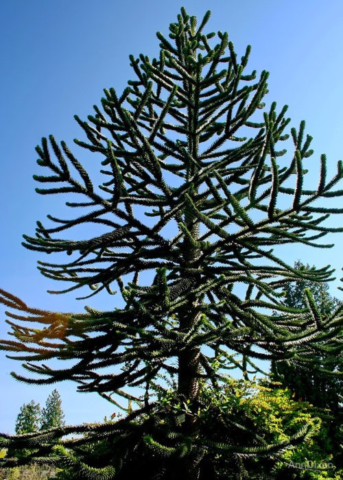 11. Araucaria