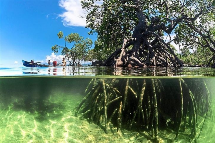 12. Les mangroves