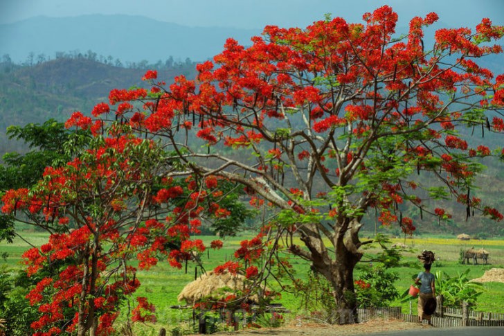 7. Albero di Fuoco