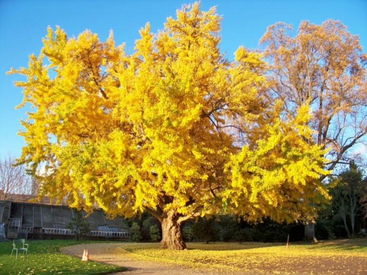 8. Le ginko