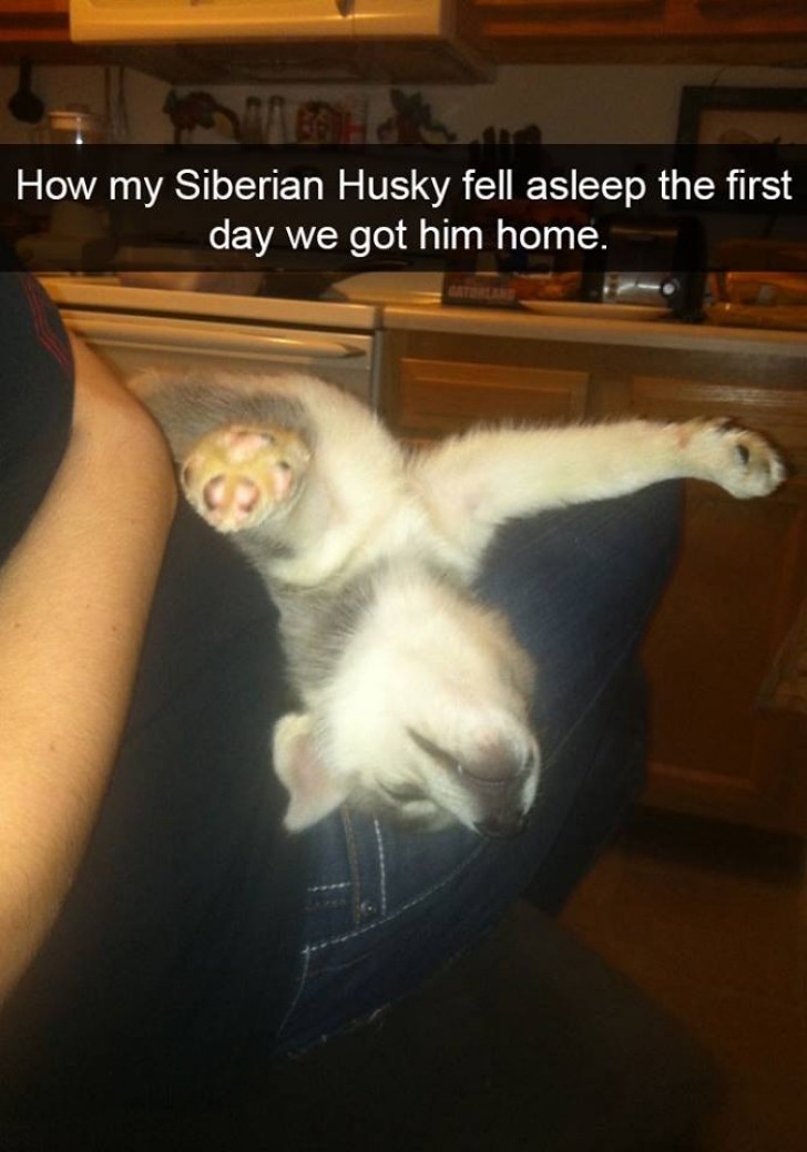 "Quando l'ho portato a casa la prima volta il mio husky si è addormentato così".