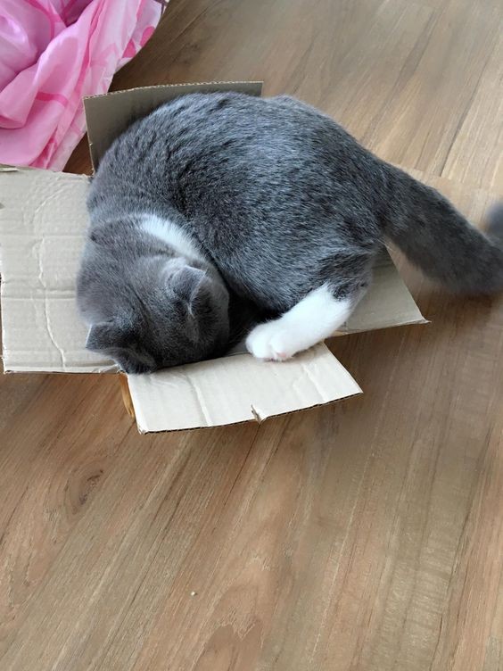 Claudia a constaté une différence substantielle concernant le niveau de stress en comparant les chats qui avaient eu les boîtes et ceux qui n'en ont pas eu.