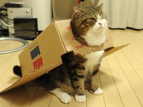 Les chats avec les boîtes s'étaient habitués à tout ce qui les entourait beaucoup plus rapidement que d'autres.