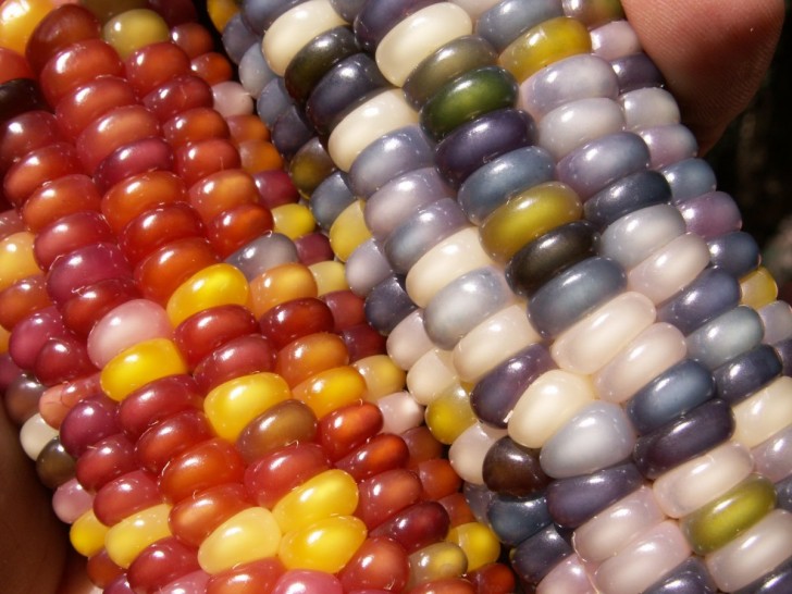 Tra le specie antiche di mais ve ne erano alcune che mostravano pannocchie colorate di tonalità sgargianti.