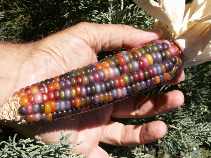 Schoen ottenne altre colorazioni grazie a nuovi incroci, aumentando la collezione di varietà colorate di mais.