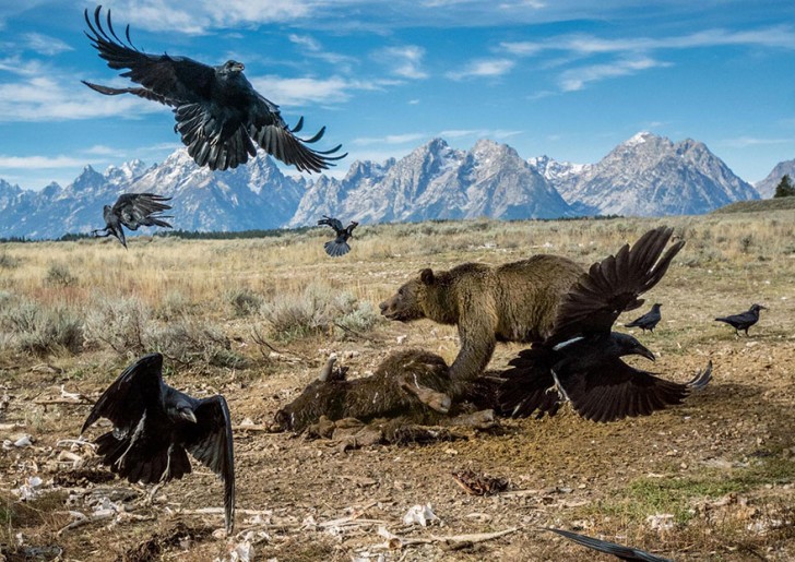 Un ours protège sa proie des vautours: il ne veut pas partager son repas avec quiconque!