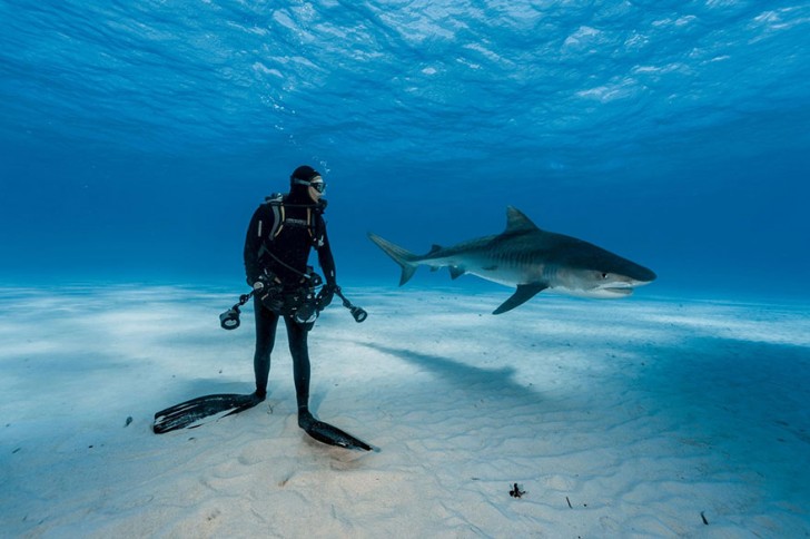 Een duiker bekijkt de bewegingen van een tijgerhaai die naast hem zwemt in de Bahama's.