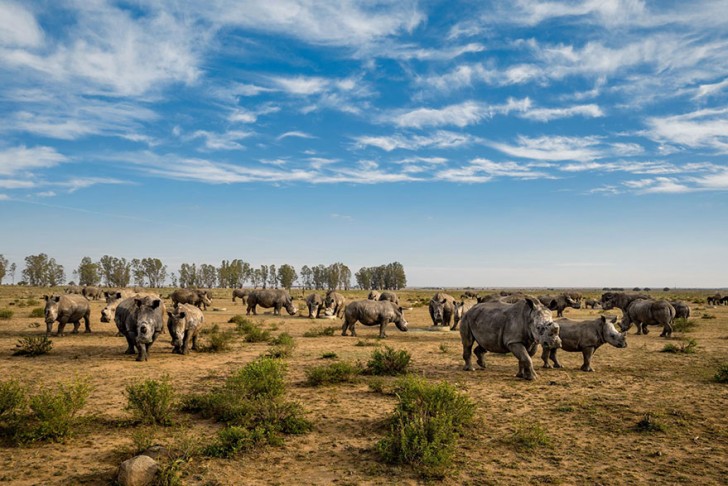 Des rhinocéros sans corne pâture dans un ranch en Afrique du Sud: l'éleveur les a coupées pour éviter qu'ils ne soient tués par des braconniers.