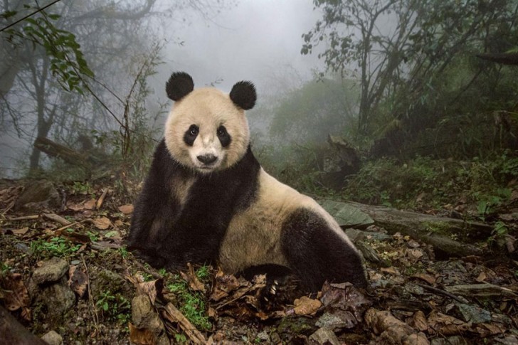 Ye Ye, een jonge panda van 16 op de foto in het natuurreservaat Wolong, China