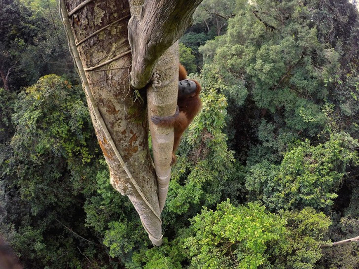 Een vrouwelijke orang-oetan grijpt zich vast om de top van een boom in een bos te bereiken.
