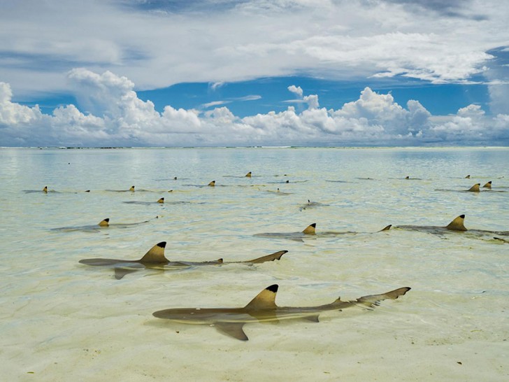 Les requins sont au repos, en profitant de la marée basse à la lagune d'Aldabra aux Seychelles.